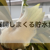 《苔玉ビカクシダ 成長記録》成長著しく、もうどうしていいのかわかりません。