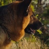 ハドソン＆レックス〜セントジョンズ警察シェパード犬刑事〜Hudson&Rex☆S4-7