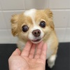 お客様ワンちゃん