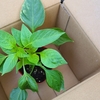 パプリカを植えました～パプリカのパピ子