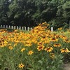 Rudbeckia