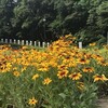 Rudbeckia