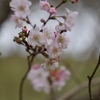 ゴルフ場の跡地十月桜と紅葉（前編）