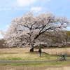 研究学園駅前公園の桜 ・・