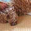 別の動物にみえる久喜