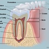 Menschliche Zähne - Namen, Anzahl und Behandlungen