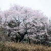 平和公園の桜