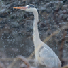 今日の野鳥　アオサギ・ダイサギ