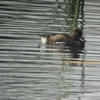 Ferruginous Duck メジロガモ （インドの鳥その103）