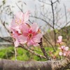 袖ケ浦公園にサクラが咲きました