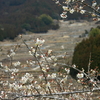 梅の咲く棚田