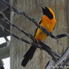 街中で見かける鮮やかな Hooded Oriole （フーデッド　オリオール） 