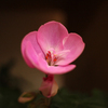 愛らしい、冬咲く花。