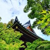 京都ぶらり　本日の一枚　初夏の智積院