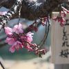 　枝垂れ桜