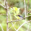 セアカハナドリ(Scarlet-backed Flowerpecker)