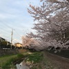 春爛漫、桜の小金井・野川沿い(2022/4/2訪問)