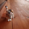 ブサ猫