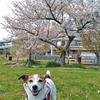 みなとのもり公園の桜