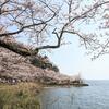 琵琶湖の桜はとっても遅咲き【海津大崎の桜２０２２】