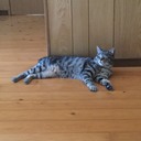 koki blog