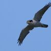 オオタカ飛翔●●お手軽「鳥の写真バッジ」が作れます●●／これまでにも書いていることですが...