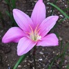 夏のサフランモドキの花