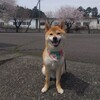 はなむけの桜🌸
