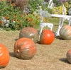 大きなカボチャ🎃を求めて、夢の島熱帯植物館へ