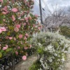 甲子園口｜春の弁天公園を彩る椿と桜🌸