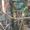 キビタイヒヨドリ Stripe-throated Bulbul