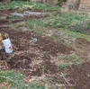 ひよこ豆の発芽！！ネギの播種とかやった家庭菜園日記