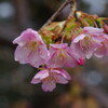 春一番も観測され、まだかな「河津桜」