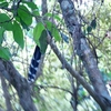 リスカッコウ Squirrel Cuckoo
