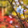 紅葉と桜