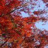 紅葉・かわせみ・お月さま