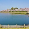 黄砂・藤山公園　桜 -３