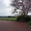 2024/04/12 羽村・拝島散歩 07 玉川中央公園/多摩川橋梁(五日市線)/南田園三丁目歩道橋/五日市線高架/富士見公園/坂