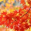 紅葉は何故起きる？