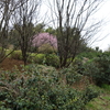 里山の枝垂れ桜