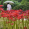 雨に霞む泉水、築山、枯山水『清澄庭園』