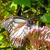 風薫る5月 (^_^)　旅するチョウ！？　