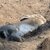 【大久野島：うさぎ島】2026年、新春ミッション その08