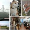 柴犬おこめの大冒険、大成功！