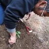 山から「コイで来る」🌱野草スキルUPと山菜畑