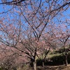 茅ヶ崎公園　梅とカワヅザクラ