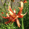 (418) Lilium lancifolium