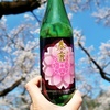 春鹿 純米 桜ラベル@今西清兵衛商店で花見酒