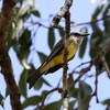 オリーブタイランチョウ(Tropical Kingbird)など