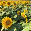 「ひまわりは笑顔のお花だよ」